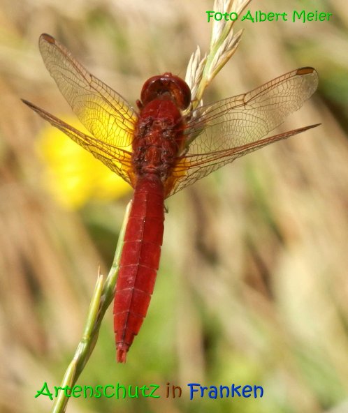 Copyright AiS Albert Meier Bild zum Eintrag (69635-160)