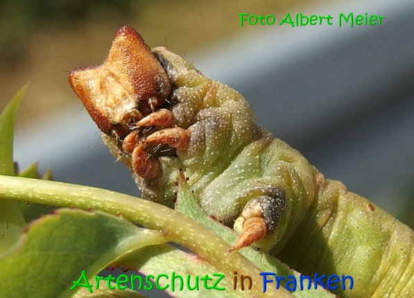 Copyright AiS Albert Meier Bild zum Eintrag (69638-160)