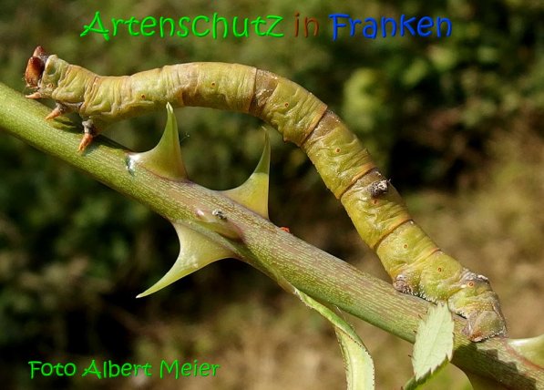 Copyright AiS Albert Meier Bild zum Eintrag (69639-160)