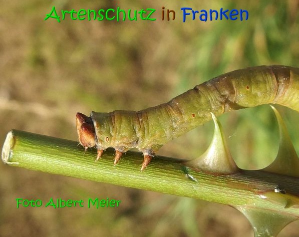 Copyright AiS Albert Meier Bild zum Eintrag (69640-160)