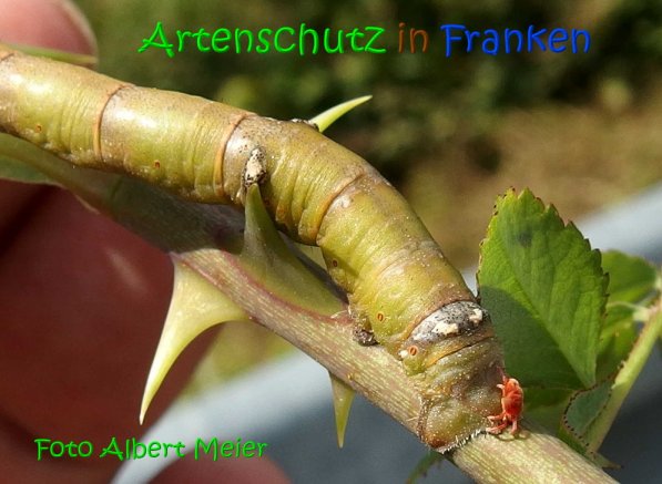 Copyright AiS Albert Meier Bild zum Eintrag (69641-160)