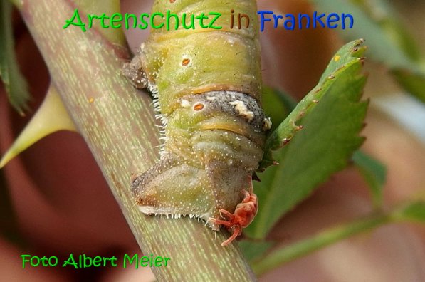 Copyright AiS Albert Meier Bild zum Eintrag (69642-160)
