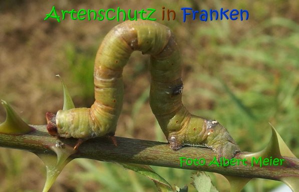 Copyright AiS Albert Meier Bild zum Eintrag (69645-160)