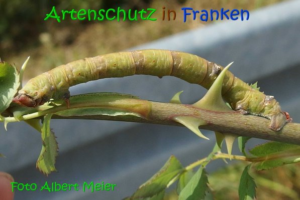 Copyright AiS Albert Meier Bild zum Eintrag (69646-160)