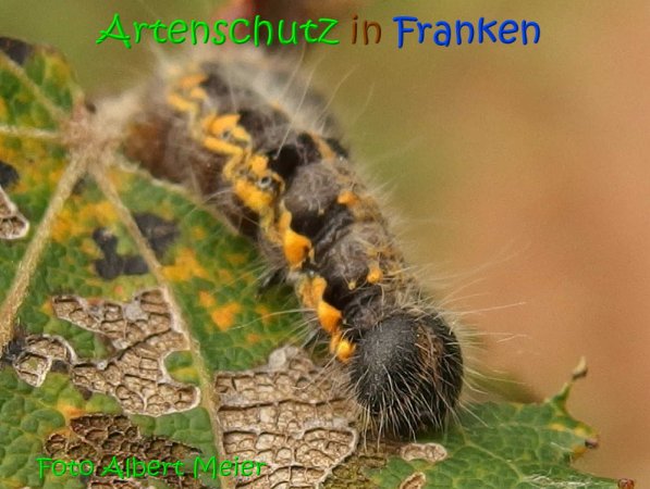 Copyright AiS Albert Meier Bild zum Eintrag (69651-160)