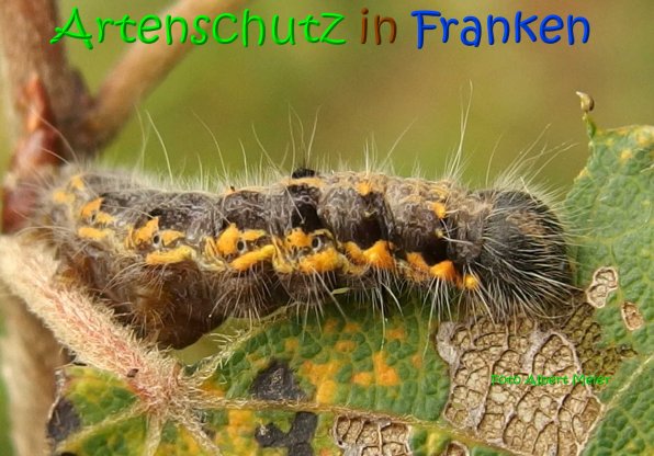 Copyright AiS Albert Meier Bild zum Eintrag (69652-160)