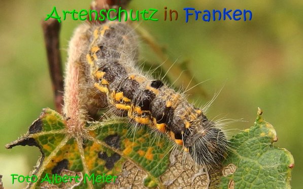 Copyright AiS Albert Meier Bild zum Eintrag (69653-160)