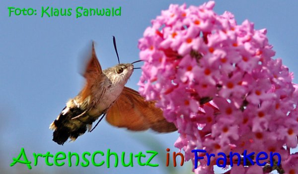 Copyright AiS Klaus Sanwald Bild zum Eintrag (69744-160)
