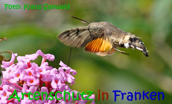 Copyright AiS Klaus Sanwald Bild zum Eintrag (69745-160)