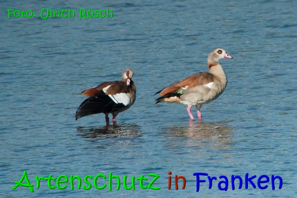 Copyright AiS Ulrich Rösch Bild zum Eintrag (69753-160)