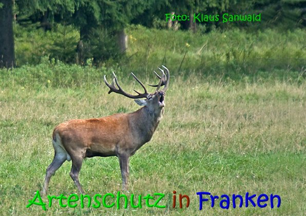 Copyright AiS Klaus Sanwald Bild zum Eintrag (69779-160)