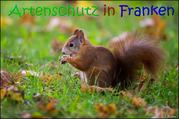 Copyright AiS Johannes Rother Bild zum Eintrag (69882-160)
