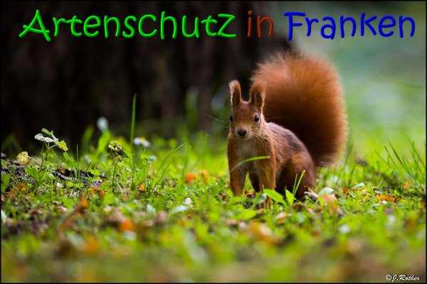 Copyright AiS Johannes Rother Bild zum Eintrag (69885-160)