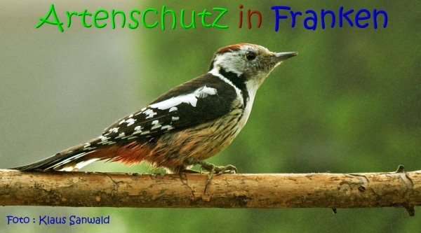 Copyright AiS Klaus Sanwald Bild zum Eintrag (69917-160)
