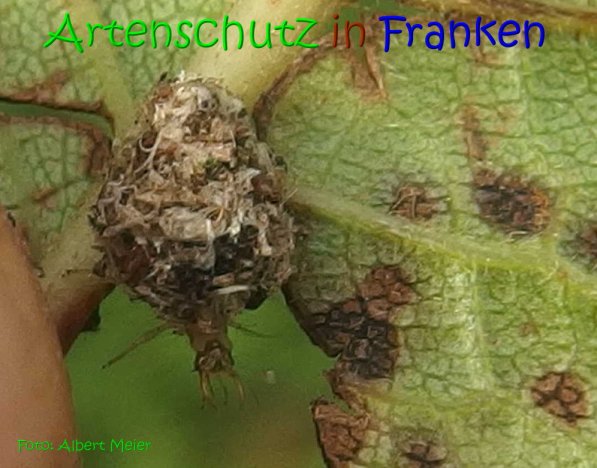 Copyright AiS Albert Meier Bild zum Eintrag (69920-160)