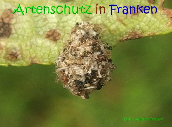 Copyright AiS Albert Meier Bild zum Eintrag (69921-160)
