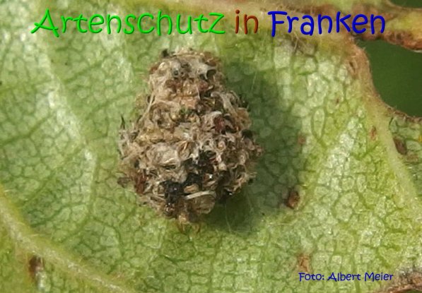 Copyright AiS Albert Meier Bild zum Eintrag (69922-160)