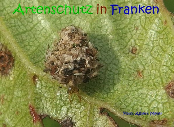 Copyright AiS Albert Meier Bild zum Eintrag (69923-160)