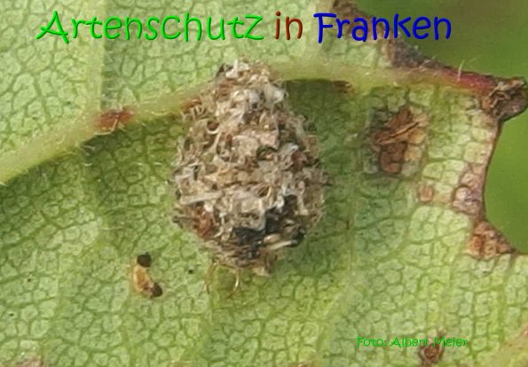 Copyright AiS Albert Meier Bild zum Eintrag (69924-160)