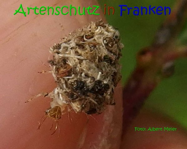 Copyright AiS Albert Meier Bild zum Eintrag (69925-160)
