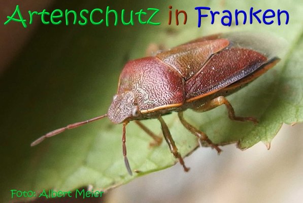Copyright AiS Albert Meier Bild zum Eintrag (70116-160)