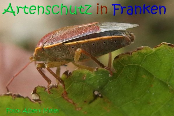 Copyright AiS Albert Meier Bild zum Eintrag (70117-160)