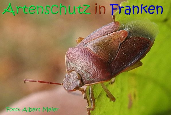 Copyright AiS Albert Meier Bild zum Eintrag (70119-160)
