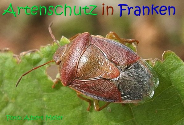 Copyright AiS Albert Meier Bild zum Eintrag (70120-160)