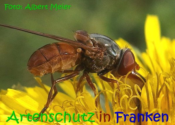 Copyright AiS Albert Meier Bild zum Eintrag (70262-160)