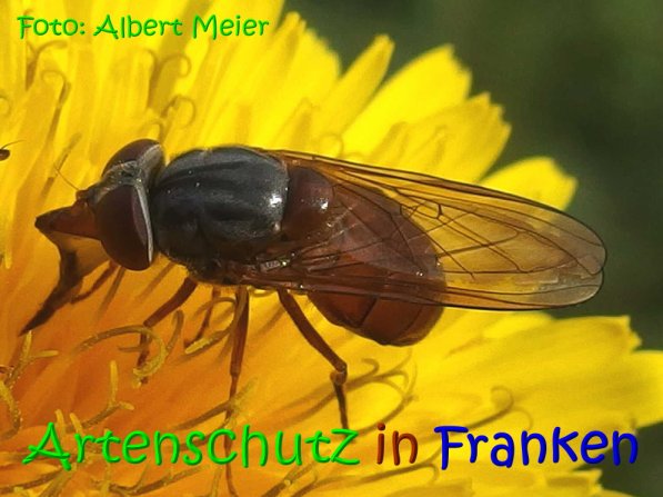 Copyright AiS Albert Meier Bild zum Eintrag (70263-160)