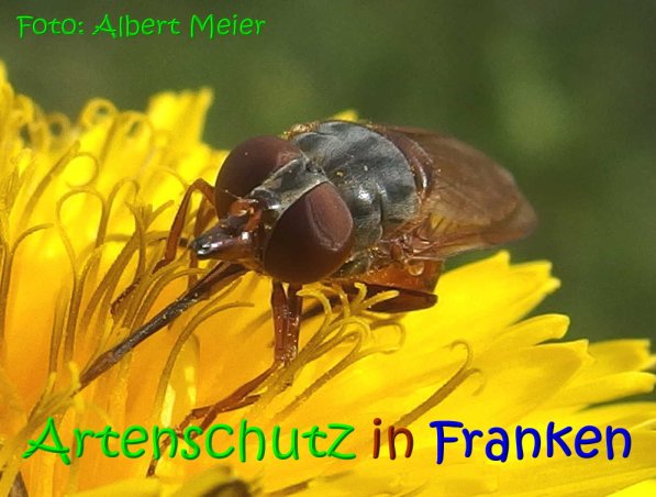 Copyright AiS Albert Meier Bild zum Eintrag (70264-160)