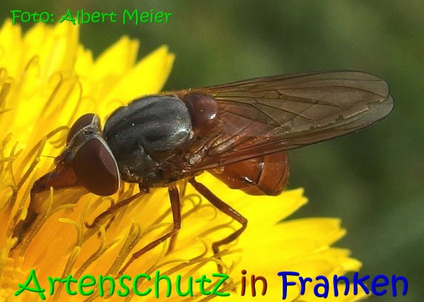 Copyright AiS Albert Meier Bild zum Eintrag (70266-160)