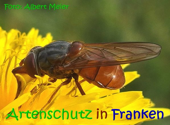 Copyright AiS Albert Meier Bild zum Eintrag (70267-160)