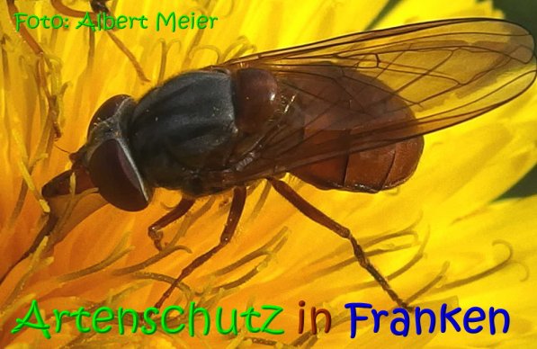Copyright AiS Albert Meier Bild zum Eintrag (70268-160)