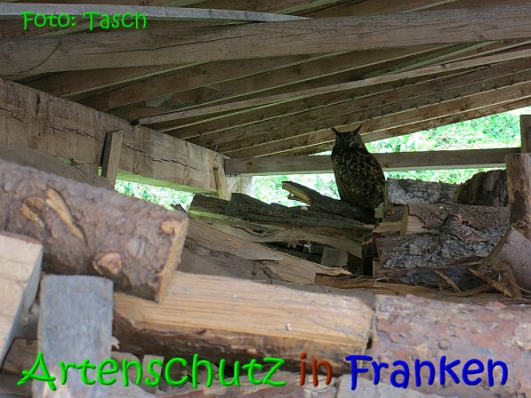 Copyright AiS Tasch Bild zum Eintrag (70274-160)