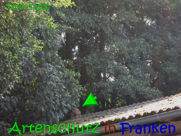 Copyright AiS Tasch Bild zum Eintrag (70275-160)