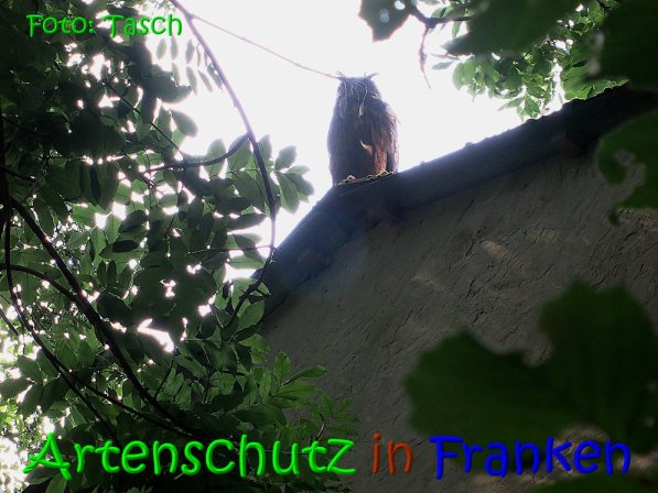 Copyright AiS Tasch Bild zum Eintrag (70276-160)