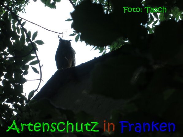 Copyright AiS Tasch Bild zum Eintrag (70277-160)