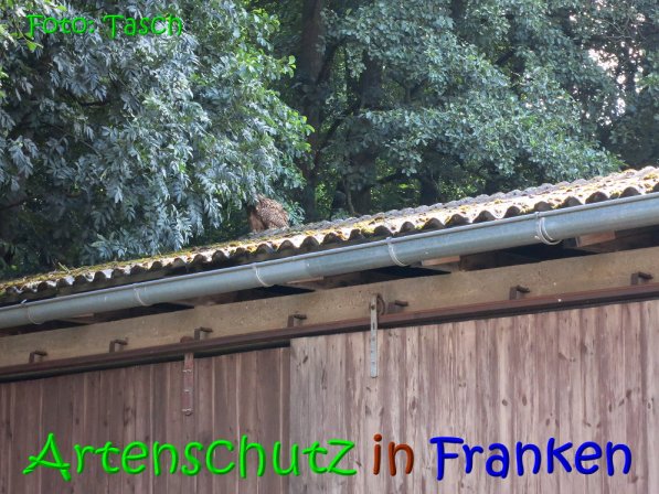 Copyright AiS Tasch Bild zum Eintrag (70278-160)
