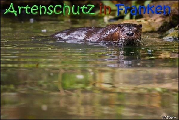 Copyright AiS Johannes Rother Bild zum Eintrag (70294-160)