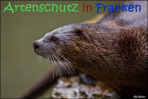 Copyright AiS Johannes Rother Bild zum Eintrag (70295-160)