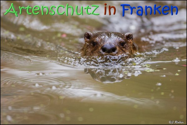Copyright AiS Johannes Rother Bild zum Eintrag (70297-160)