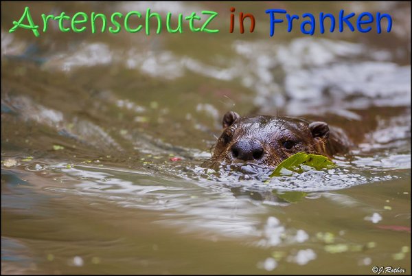 Copyright AiS Johannes Rother Bild zum Eintrag (70298-160)
