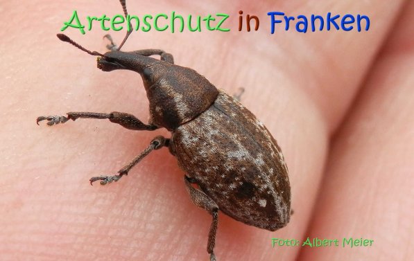 Copyright AiS Albert Meier Bild zum Eintrag (70303-160)