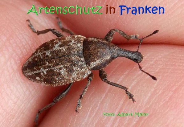 Copyright AiS Albert Meier Bild zum Eintrag (70305-160)