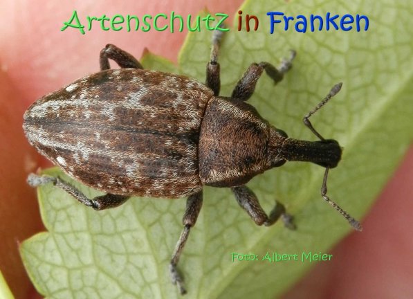Copyright AiS Albert Meier Bild zum Eintrag (70312-160)