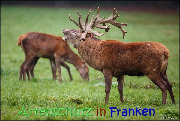 Copyright AiS Johannes Rother Bild zum Eintrag (70320-160)