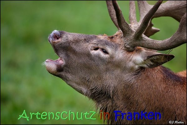 Copyright AiS Johannes Rother Bild zum Eintrag (70321-160)