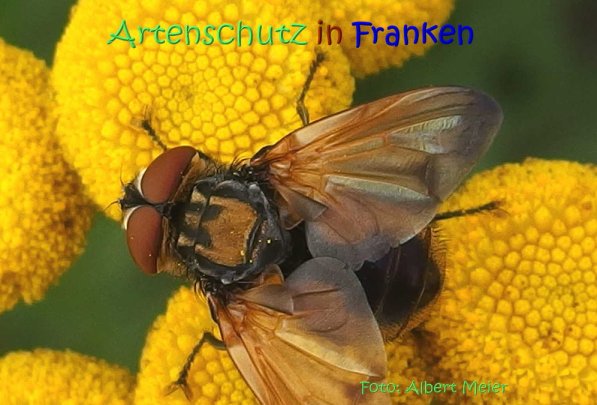 Copyright AiS Albert Meier Bild zum Eintrag (70335-160)