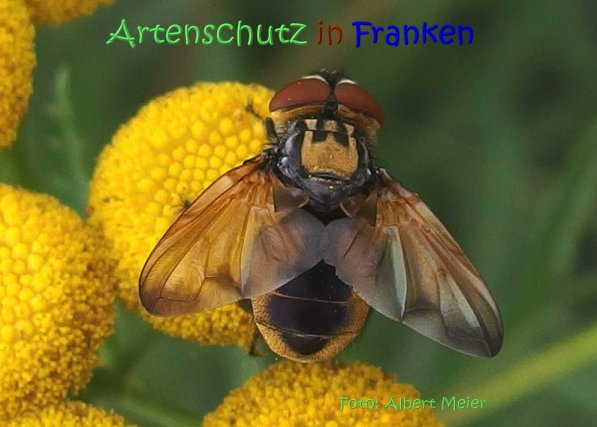 Copyright AiS Albert Meier Bild zum Eintrag (70338-160)